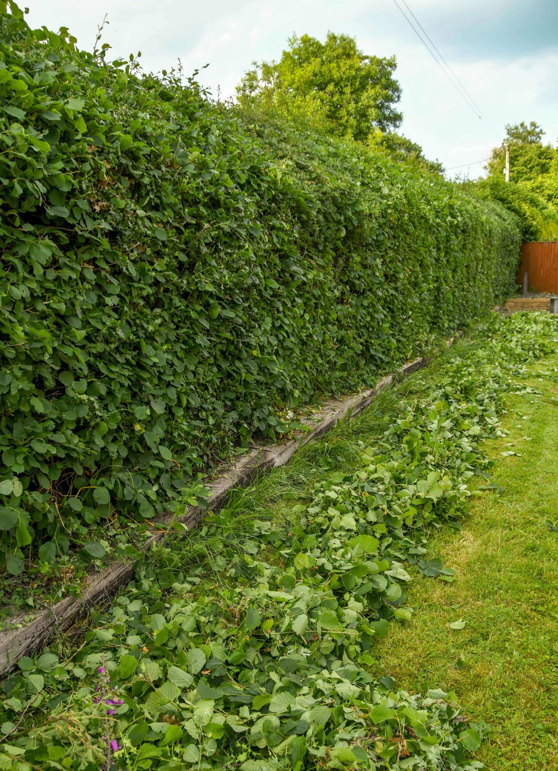 Garden Maintenance Eltham SE9/SE12